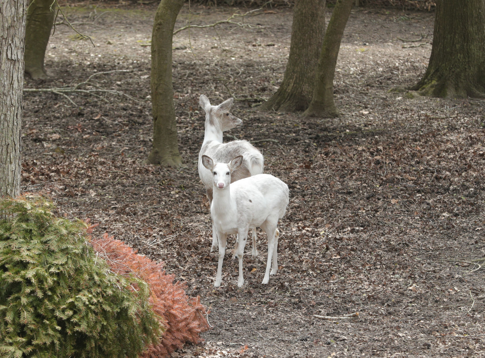 Cape May Zoo